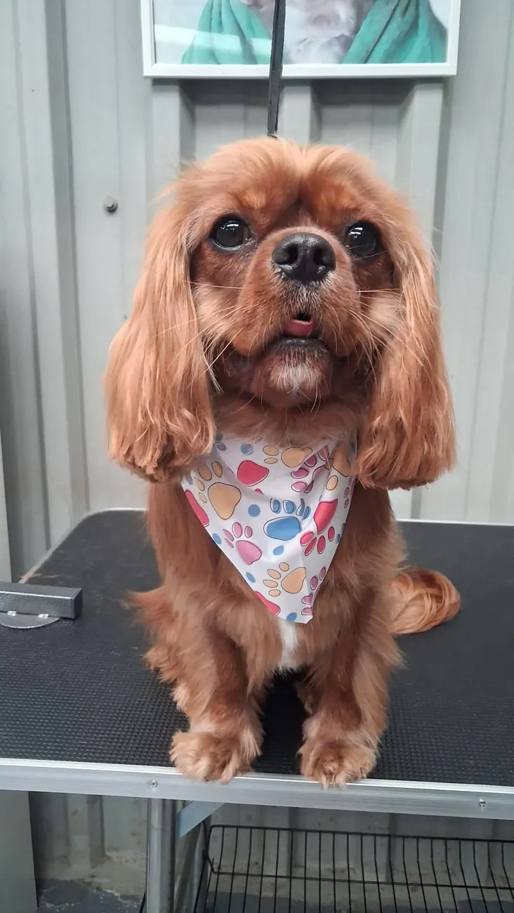 A ruby cavalier after a groom, in a paw print bandana