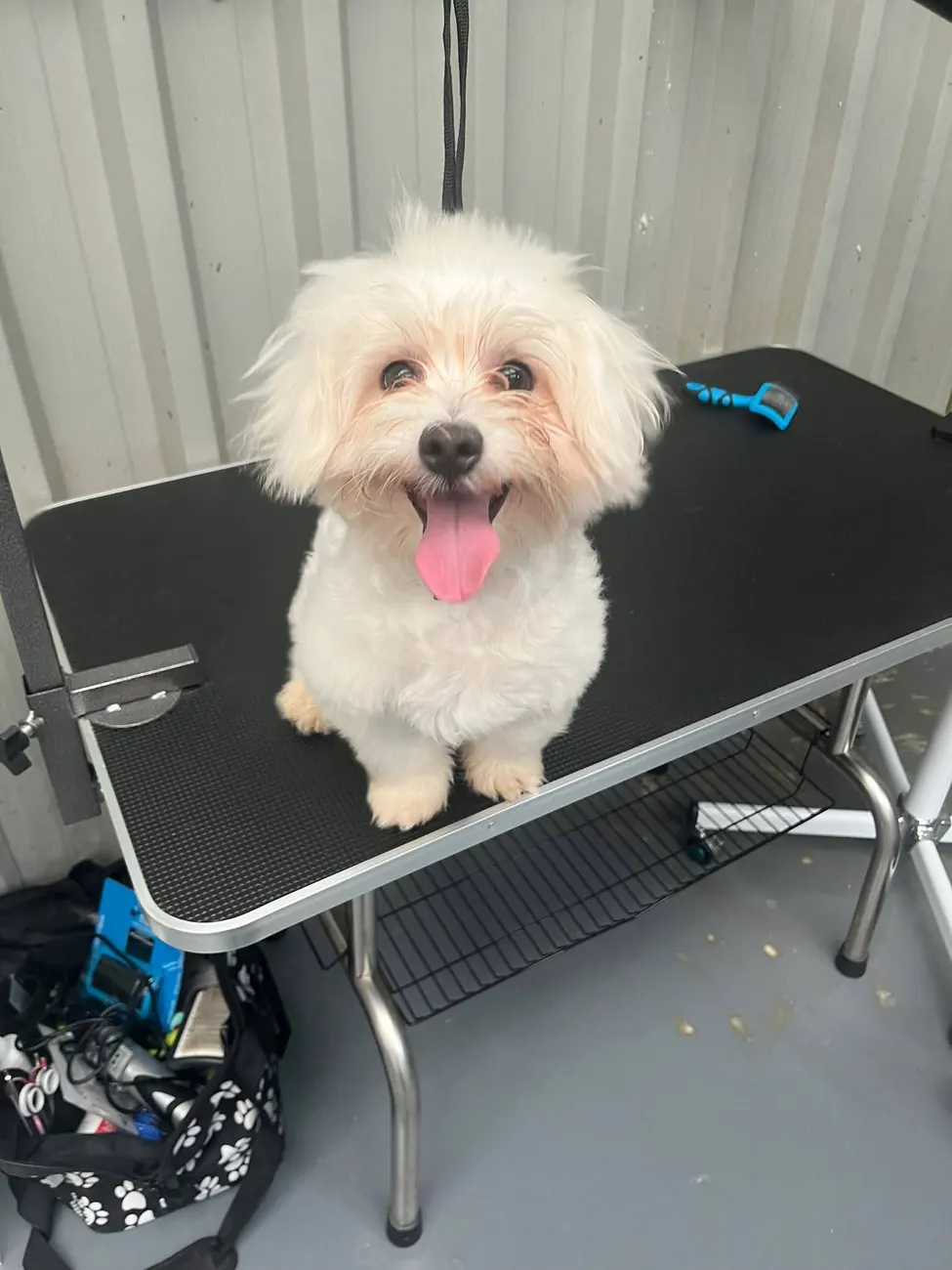 A small white fluffy dog smiling on the grooming table