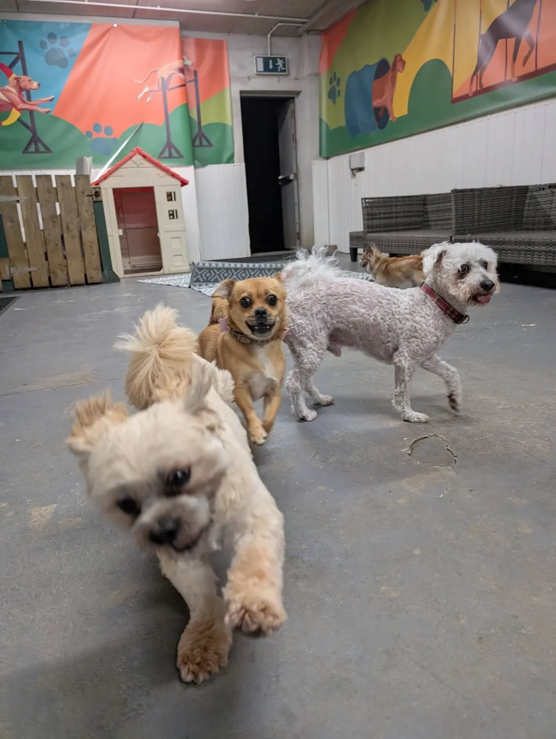Four small dogs playing in the Premier Paws indoor play hall, under bright agility murals
