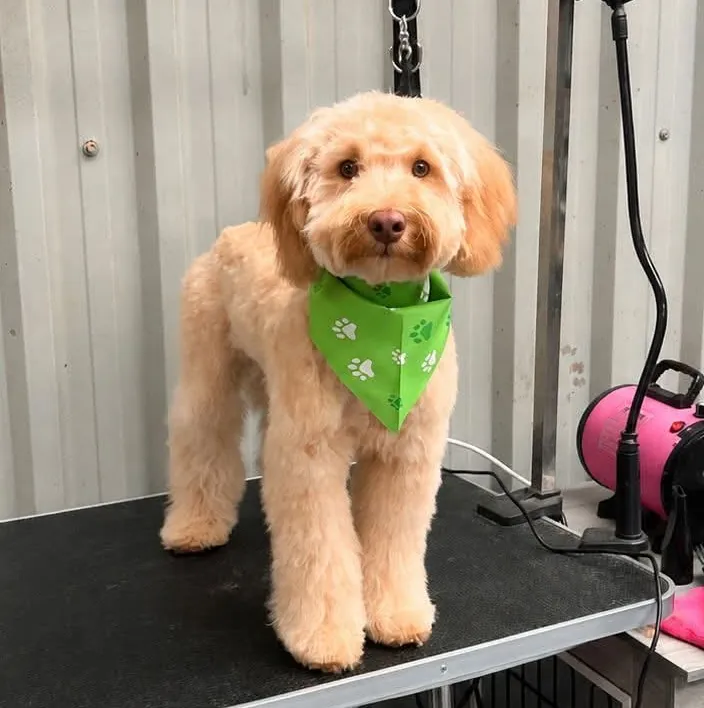 Simba after a groom, in a green bandana