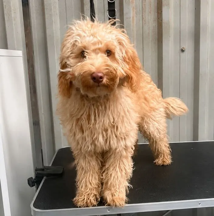 Before: Simba long and shaggy