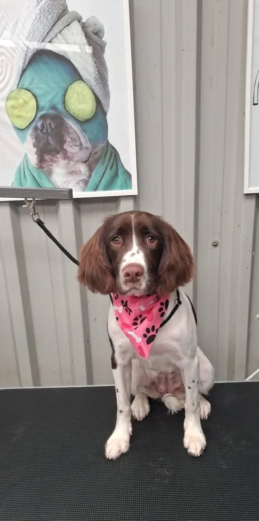 A springer spaniel after a groom, in a pink bandana