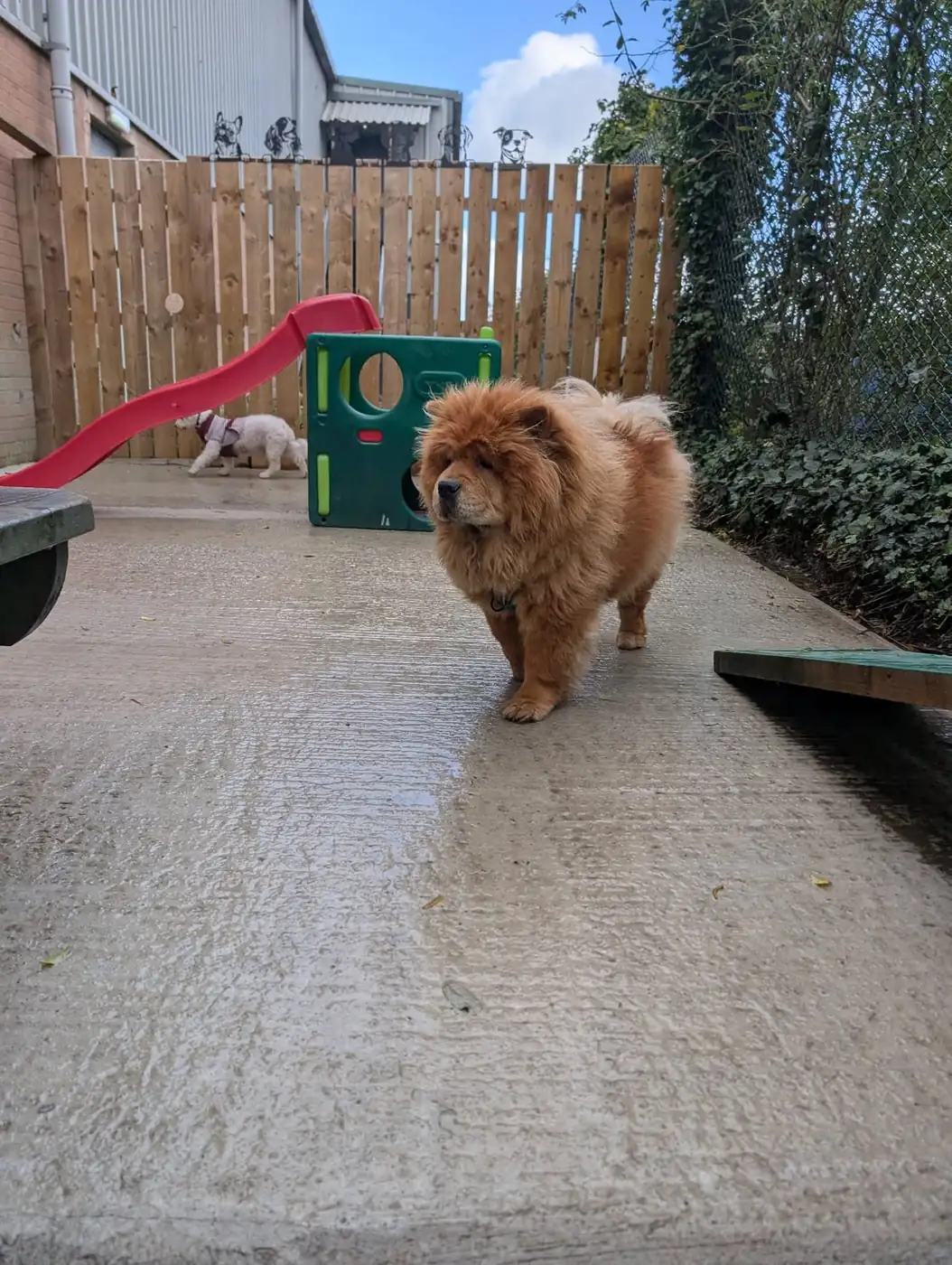 A chow chow walking across the Premier Paws outdoor yard, with a red slide and play cube behind